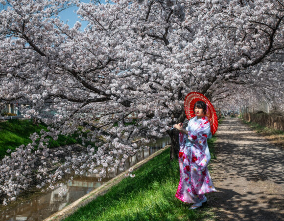 Хару — цветение сакуры в Японии